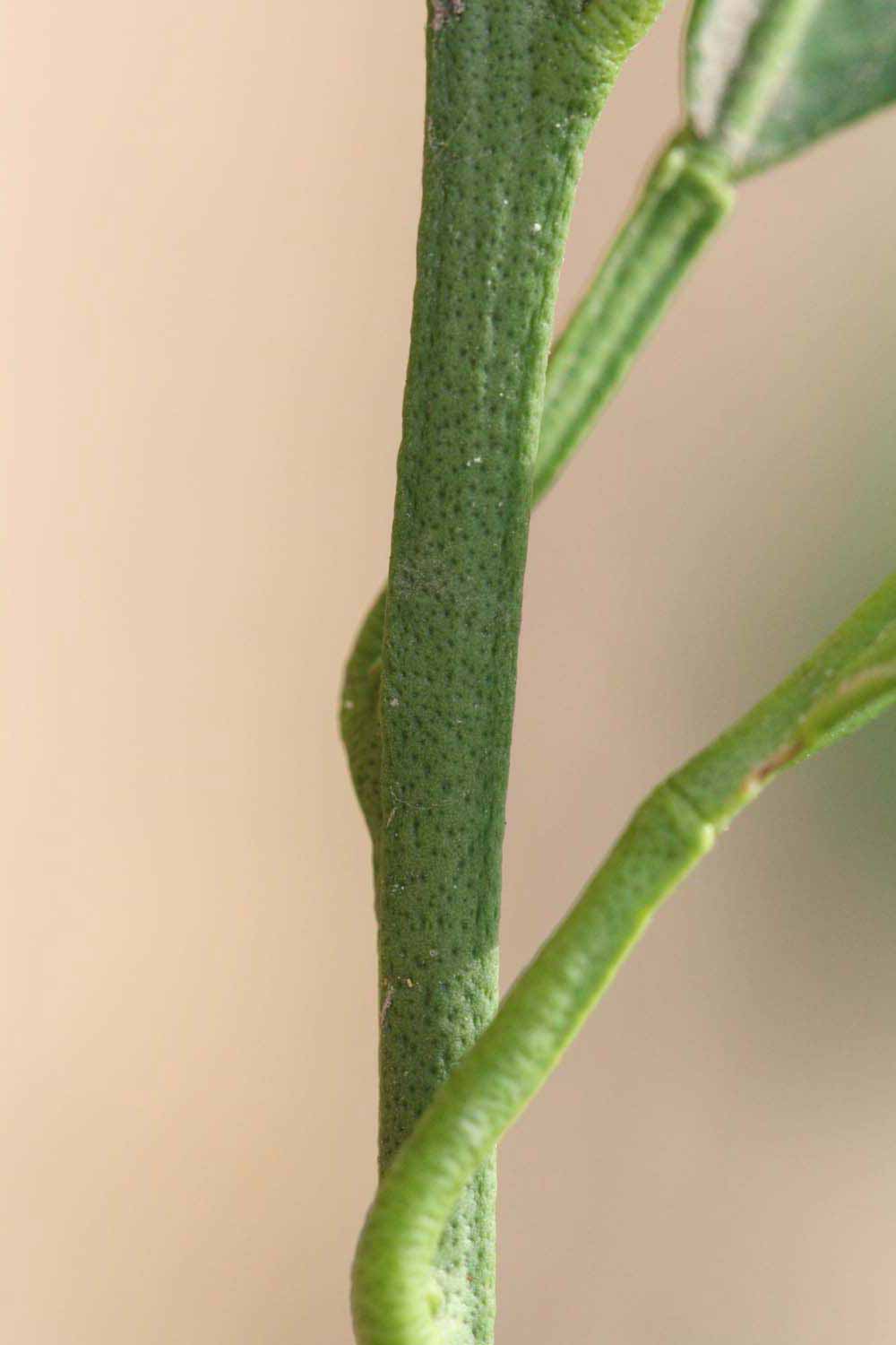            First year twig (Riverside, CA)   